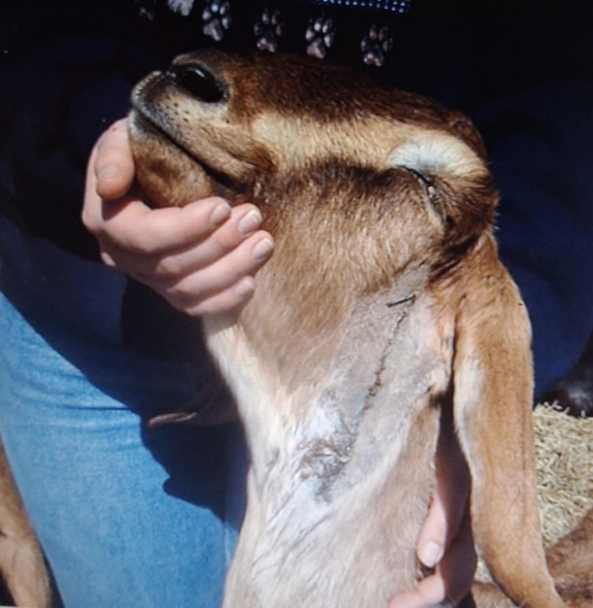 Responding to Traumatic Goat Injuries
